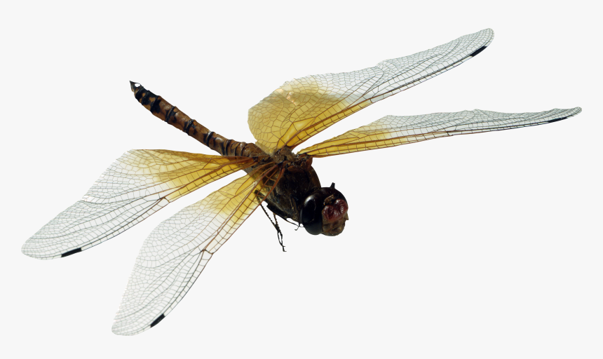 Transparent Background Dragonfly Png, Png Download, Free Download