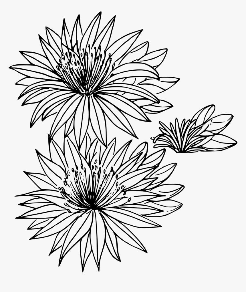 Flower Outline Transparent Background, HD Png Download, Free Download