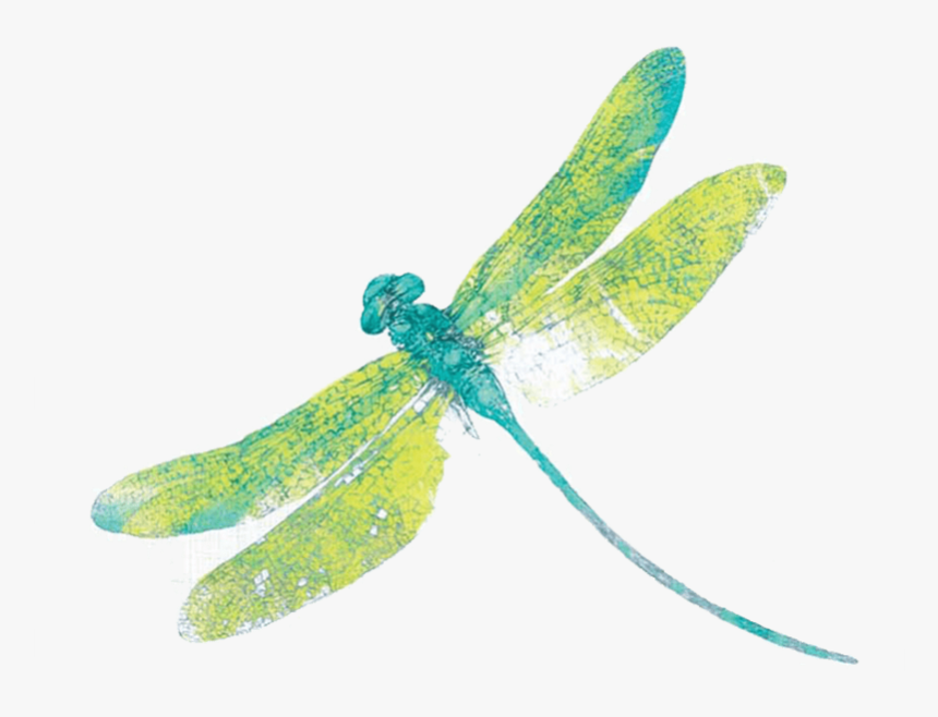 Dragonfly Png Free Download - Transparent Background Dragonflies Png, Png Download, Free Download