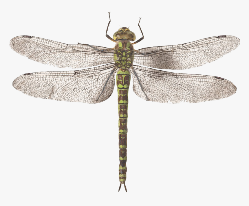 Dragonfly Png Image Hd - Dragon Fly, Transparent Png, Free Download