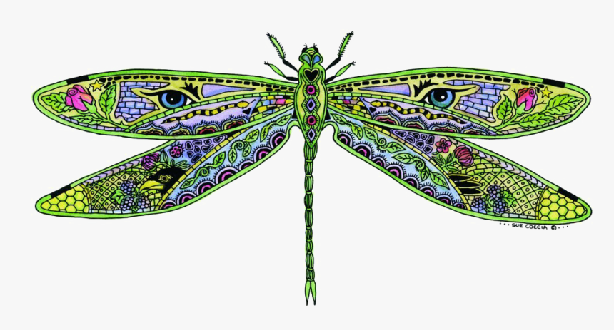 Dragonfly Png Pic - Sue Coccia Dragonfly, Transparent Png, Free Download