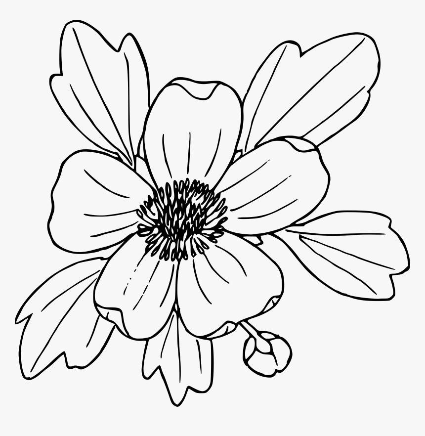 Flower Outline Images - Buttercup Flower Line Drawing, HD Png Download, Free Download