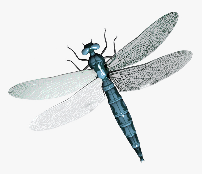 26254 - Transparent Background Dragonfly Transparent, HD Png Download, Free Download