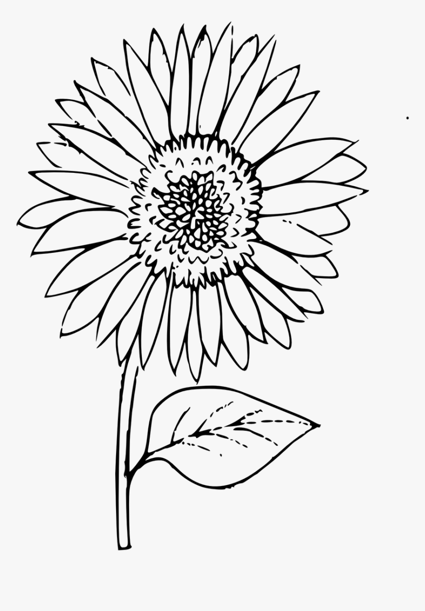 Outline Sunflower Coloring Plant Free Picture - Outline Images Of Sunflower, HD Png Download, Free Download