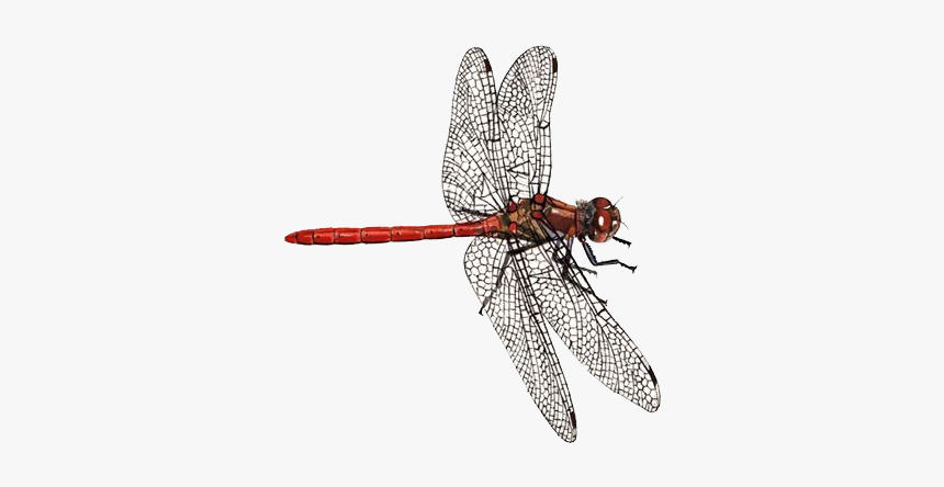 Dragonfly Png Transparent Background - Red Dragonfly Identification Chart, Png Download, Free Download