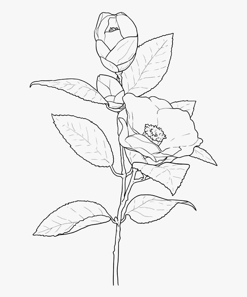 Transparent Flower Outline Png - Flower Png White Draw, Png Download, Free Download