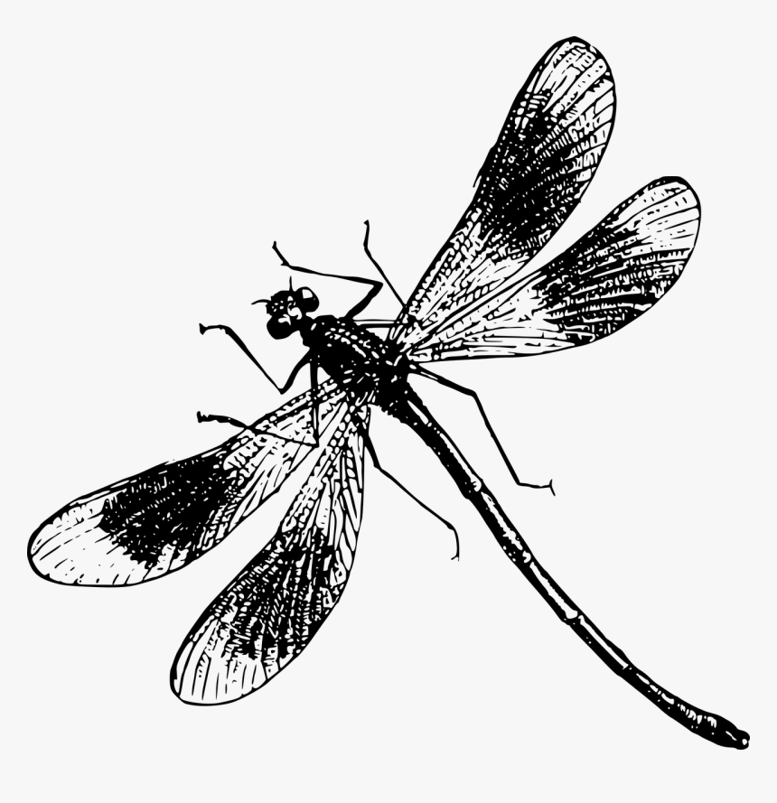 Dragonfly Drawing Black And White, HD Png Download, Free Download