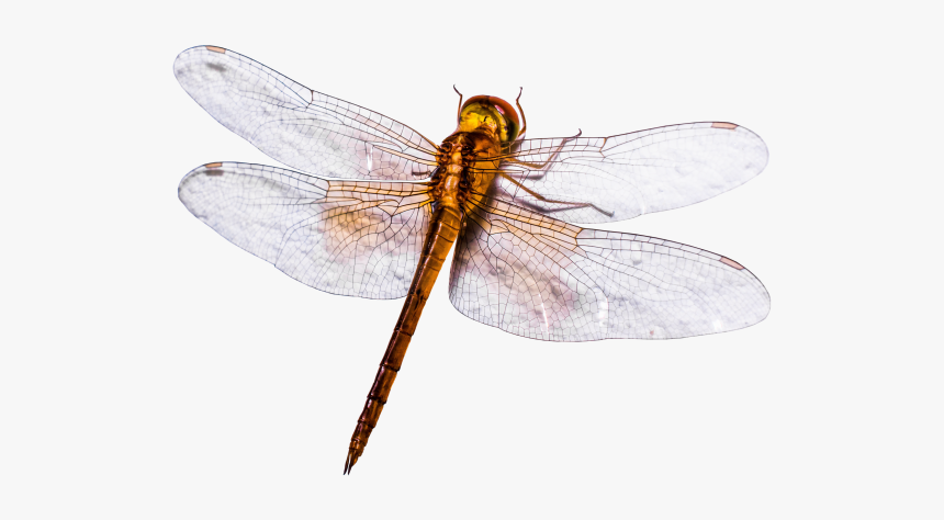 Hawker Dragonflies, HD Png Download, Free Download
