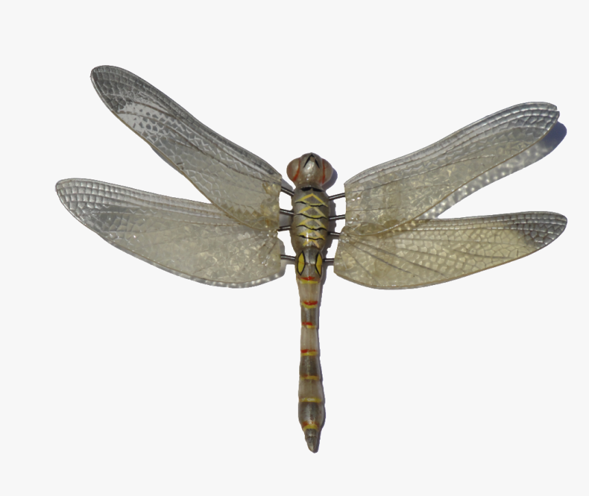 Dragonfly Png Image - Dragonfly Png Hd, Transparent Png, Free Download