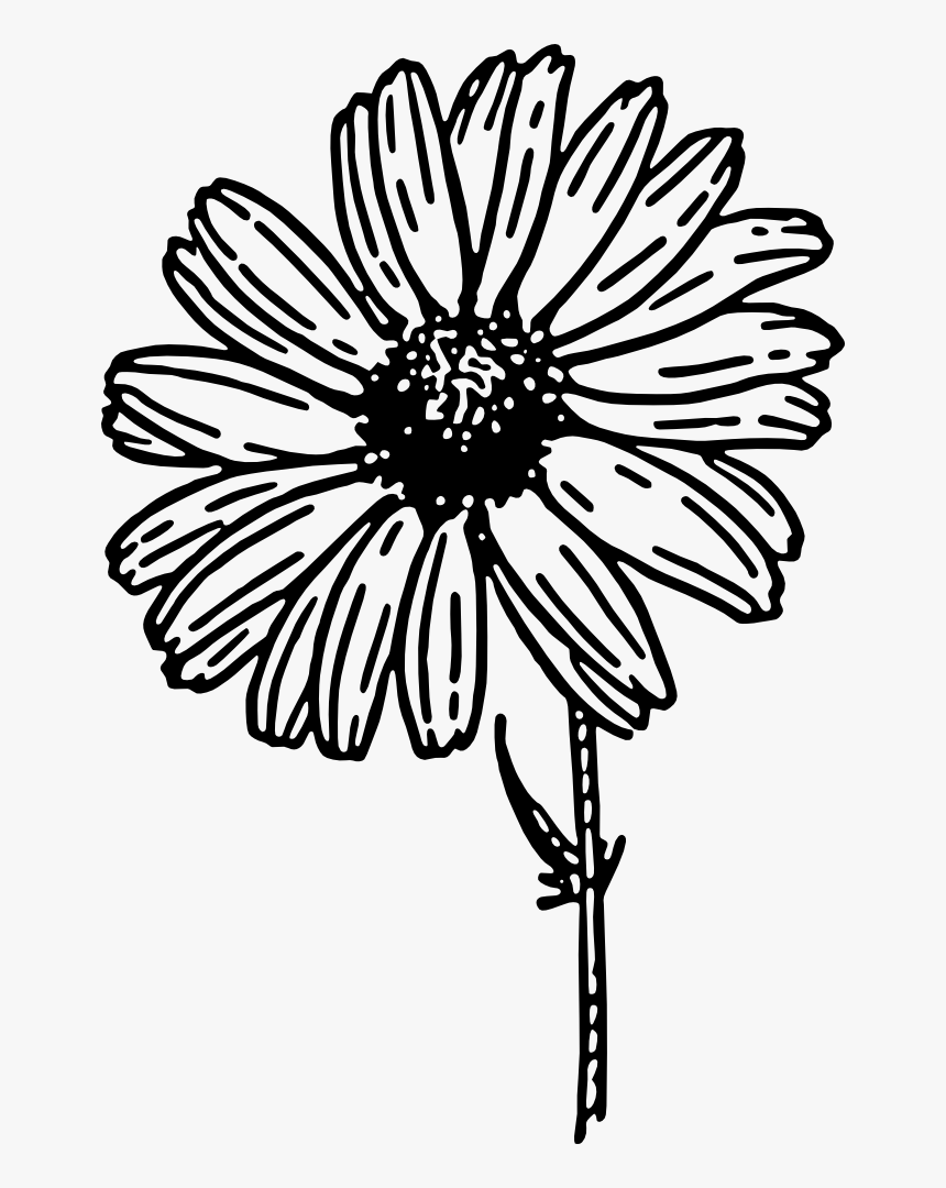 Daisy Outline Png - Daisy Flower Clip Art Black And White, Transparent Png, Free Download