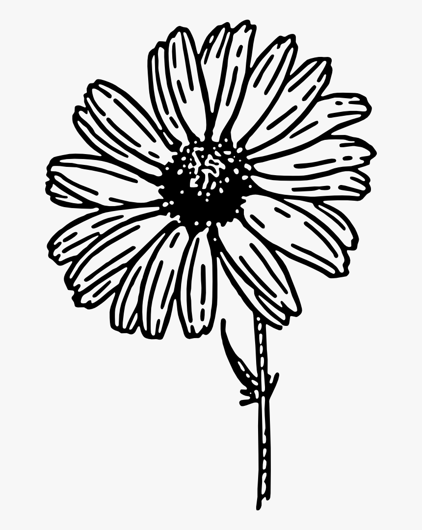 Daisy Outline Png Daisy Flower Clip Art Black And White Transparent Png Kindpng