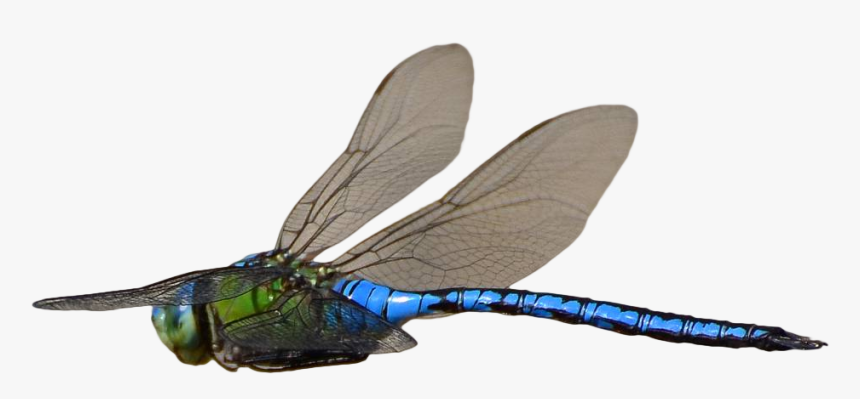 Dragonfly Flying Transparent Background, HD Png Download, Free Download