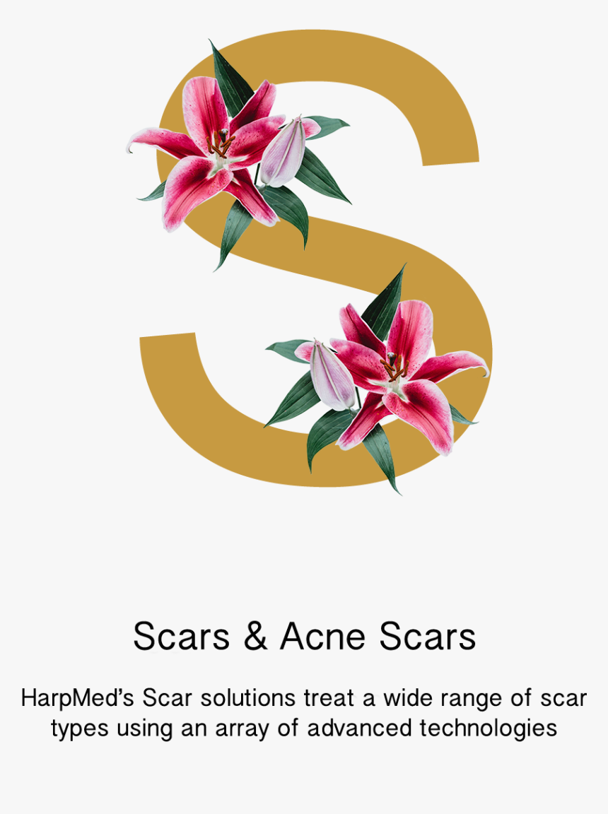 Transparent Scars Png - Laelia, Png Download, Free Download