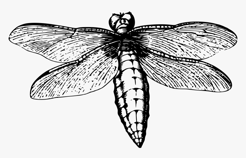 Dragonfly 7 Clip Arts - Dragonfly, HD Png Download, Free Download