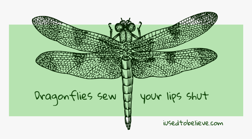 Transparent Dragon Fly Clipart - Dragonfly Black And White, HD Png Download, Free Download