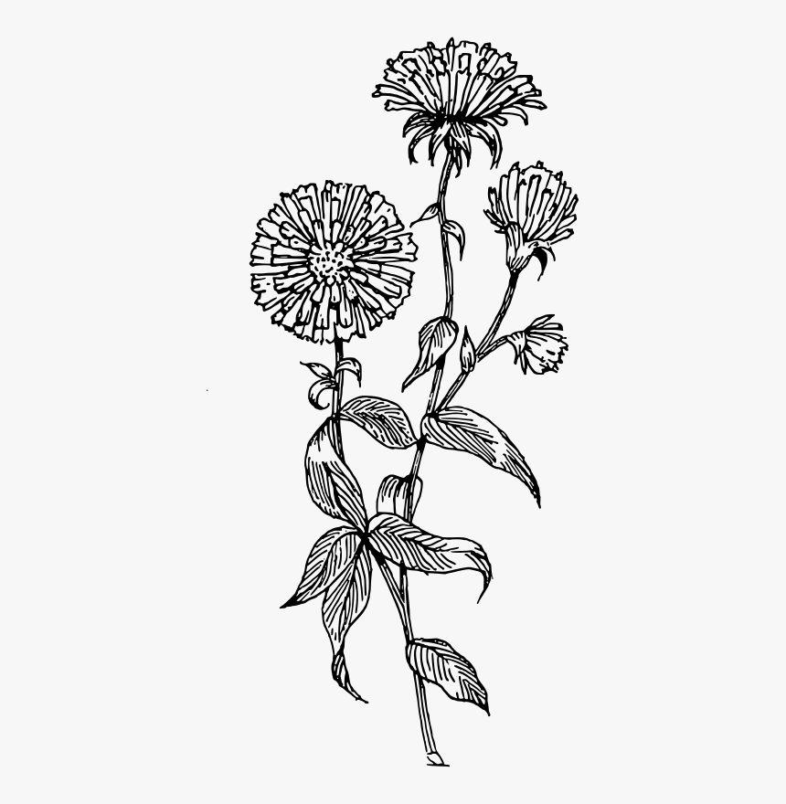 Transparent Aster Clipart - Transparent Flower Line Drawing, HD Png Download, Free Download