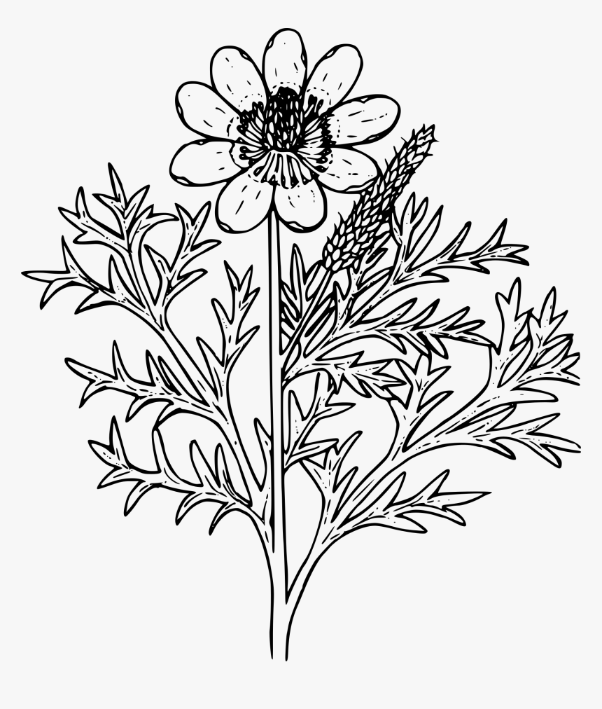 Wildflower Outline Png, Transparent Png, Free Download