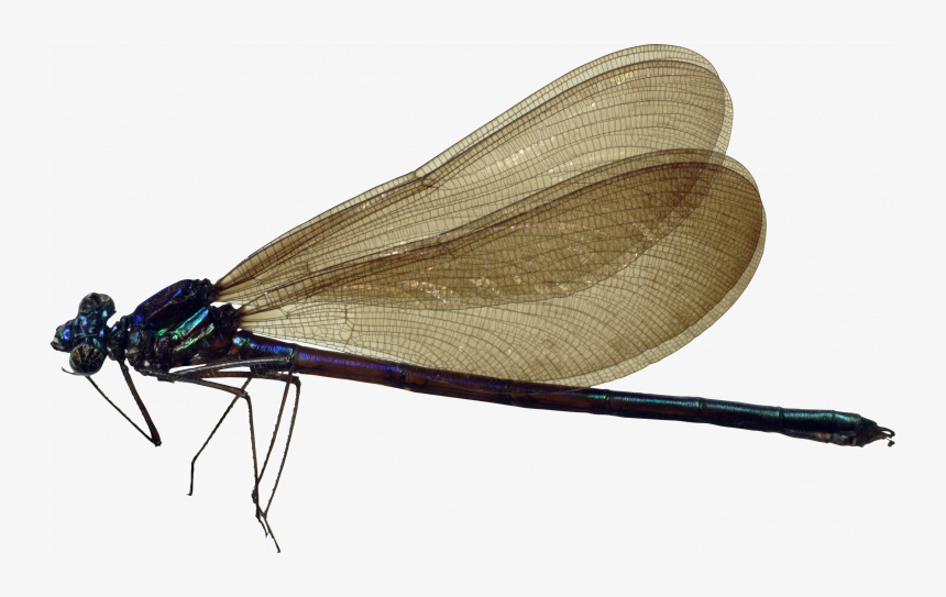 Grab And Download Dragonfly Transparent Png Image - Dragonfly Png, Png Download, Free Download