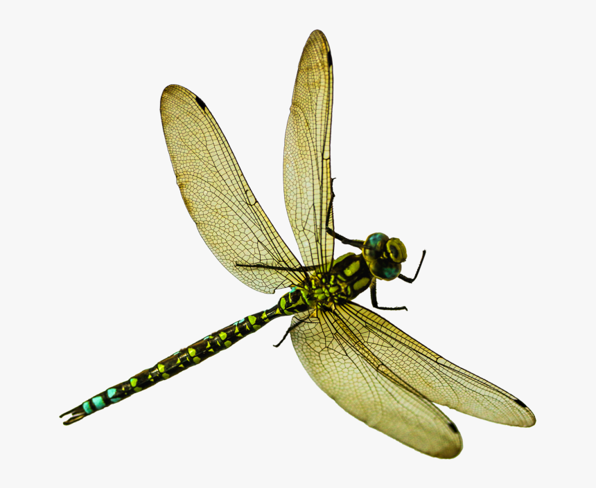 Dragonfly , Png Download - Dragonfly Png Transparent, Png Download, Free Download