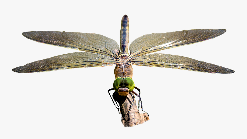 Dragonfly, Transparent, Insect, Bug - Hawker Dragonflies, HD Png Download, Free Download