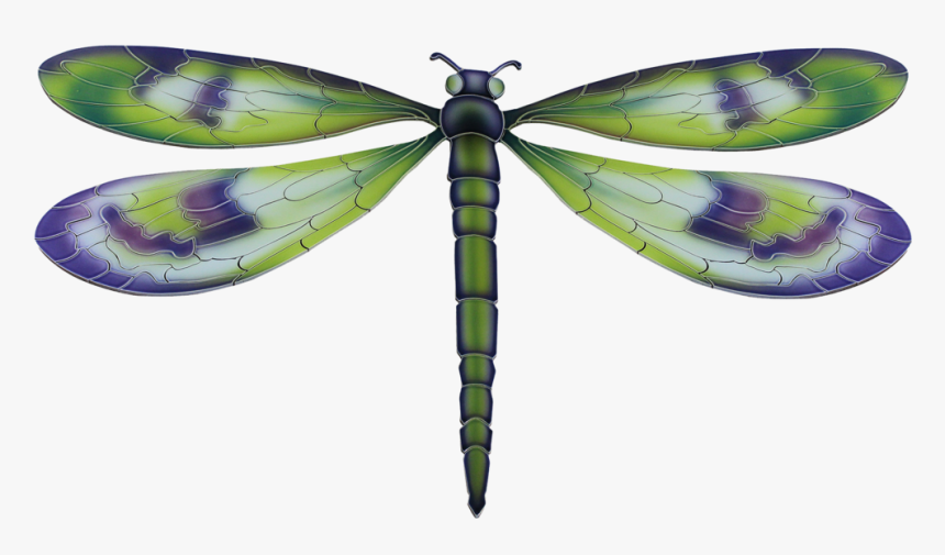 Dragonfly - Net-winged Insects, HD Png Download, Free Download