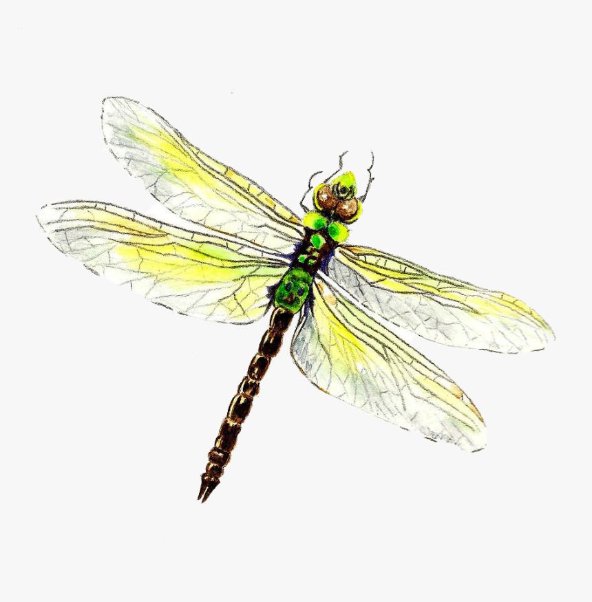 Dragonfly Png Download Image - Dragonfly Drawing, Transparent Png, Free Download