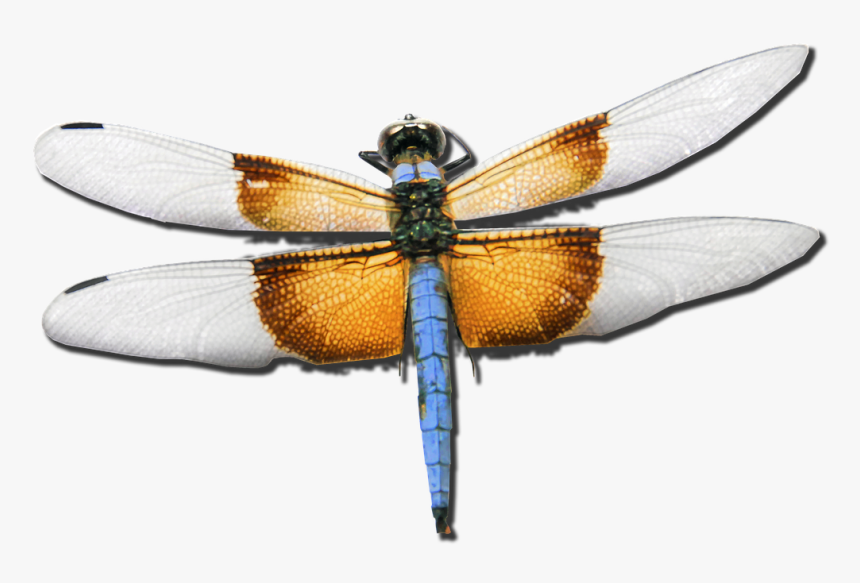 Dragonfly, Skimmer, Bug, Insect, Nature, Flying - Yusufçuk Png, Transparent Png, Free Download