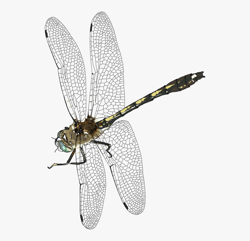 Transparent Dragonfly Png - Dragonfly Insect Png, Png Download, Free Download