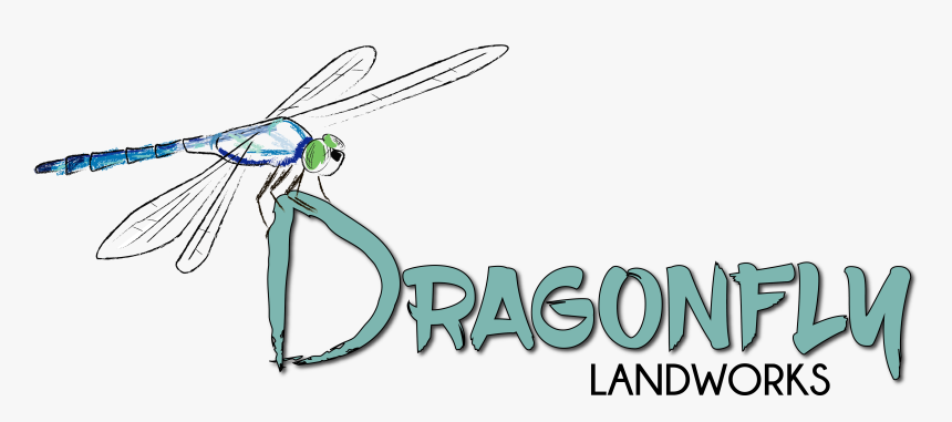 Logo - Dragonflies And Damseflies, HD Png Download, Free Download