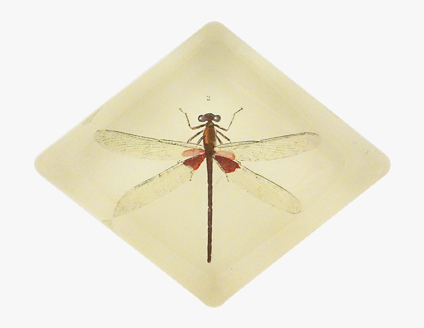 Dragonfly, HD Png Download, Free Download