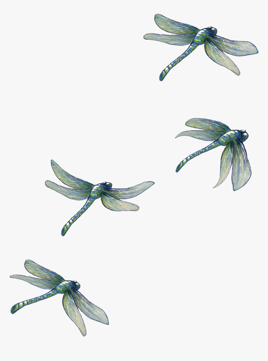 Dragonfly , Png Download - Dragonfly, Transparent Png, Free Download