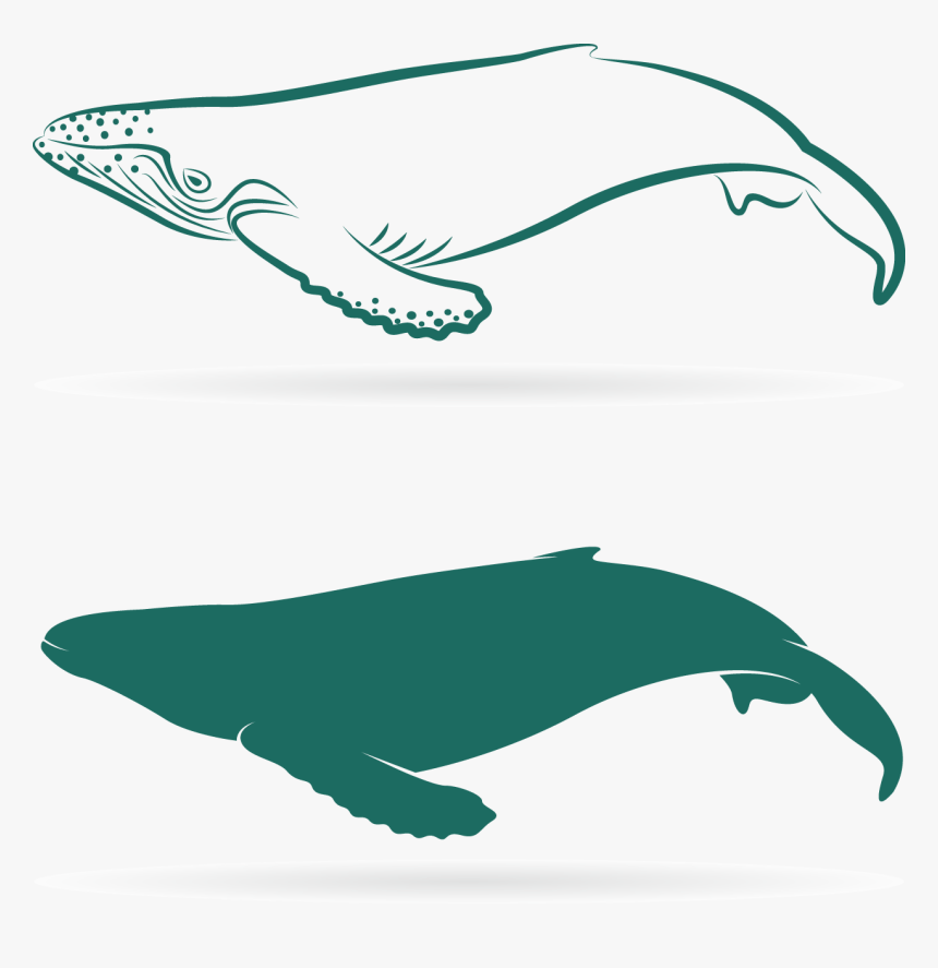 Transparent Sperm Png - Whales, Png Download, Free Download