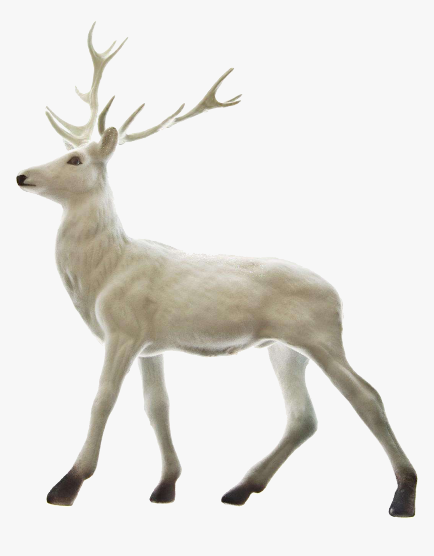 Rudolph Reindeer Santa Claus Christmas - White Deer Transparent Background, HD Png Download, Free Download
