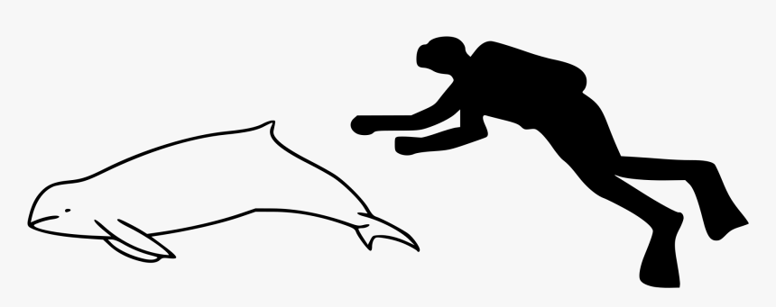 Image Library Library Dolphins Vector Pesut - Narwhal Compared To Human, HD Png Download, Free Download