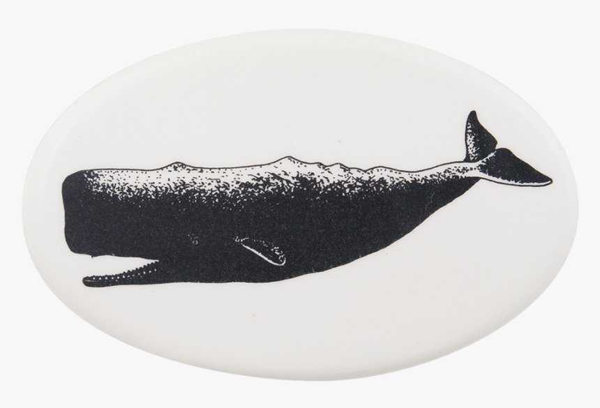 Sperm Whale Art Button Museum - White Sperm Whale Art, HD Png Download, Free Download