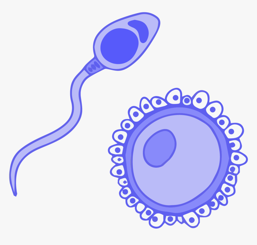 Image Of Blue Germ Cells, Sperm And Ovum - Portable Network Graphics, HD Png Download, Free Download