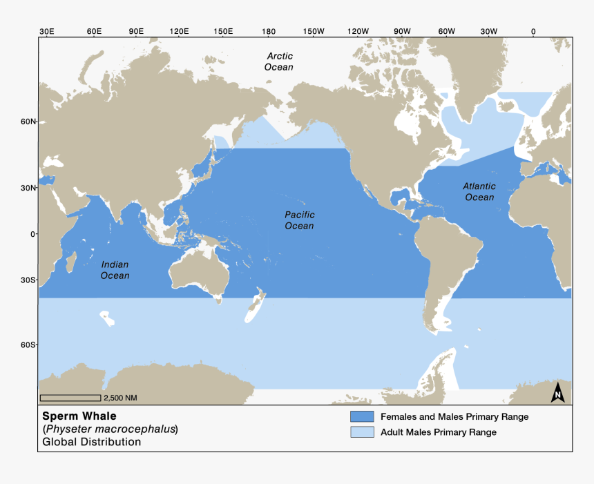 Sperm Whale Distribution Map, HD Png Download, Free Download