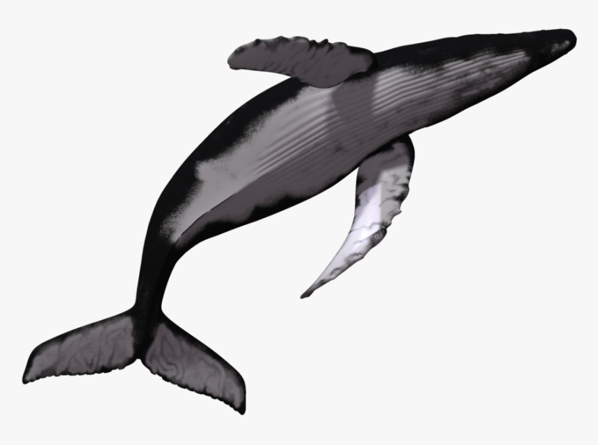 Sperm Killer Transprent Download - Whale Jumping Transparent Background, HD Png Download, Free Download