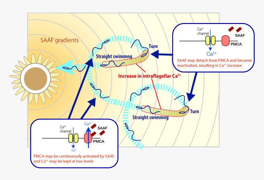A Diagram Showing The Trajectory Of Sperm Cells - Sperm Activating And Attracting Factor, HD Png Download, Free Download
