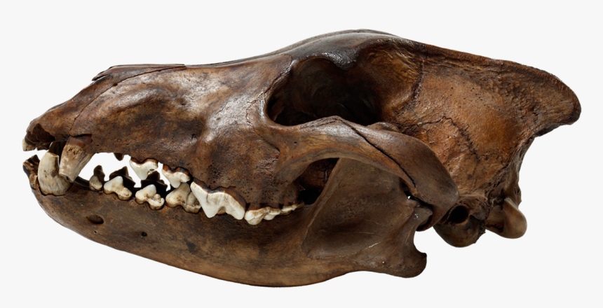 La Brea Tar Pits Wolf Skull Png Transparent Merlinhoot - Skull, Png Download, Free Download