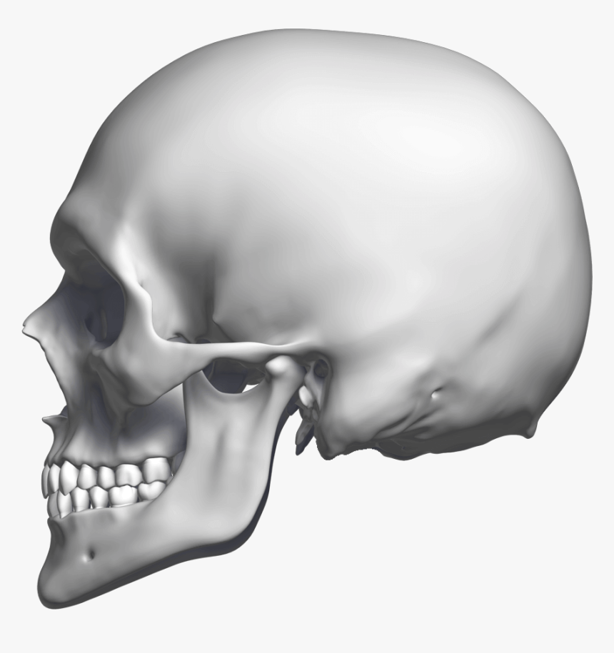 Skull , Png Download - Skull Sideways Png, Transparent Png, Free Download