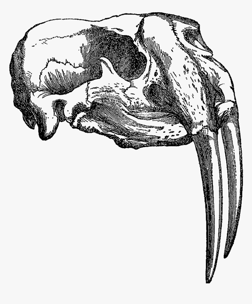 This Is A Beautifully Detailed Animal Skull Illustration- - Animal Drawings Of Skulls, HD Png Download, Free Download