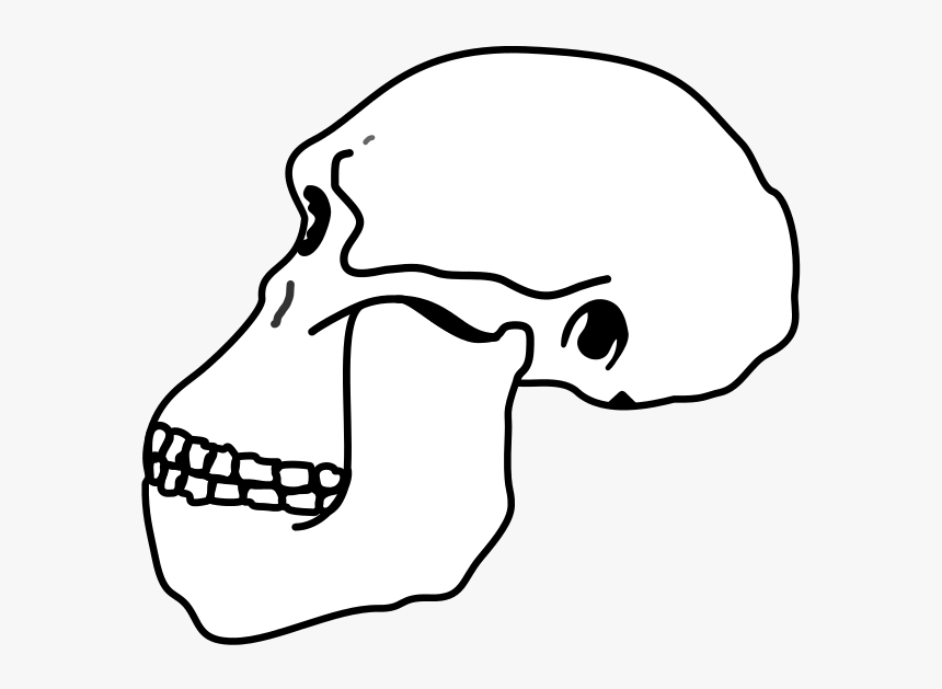 Australopithecus Skull - Australopithecus Head Skeleton Transparent Png, Png Download, Free Download