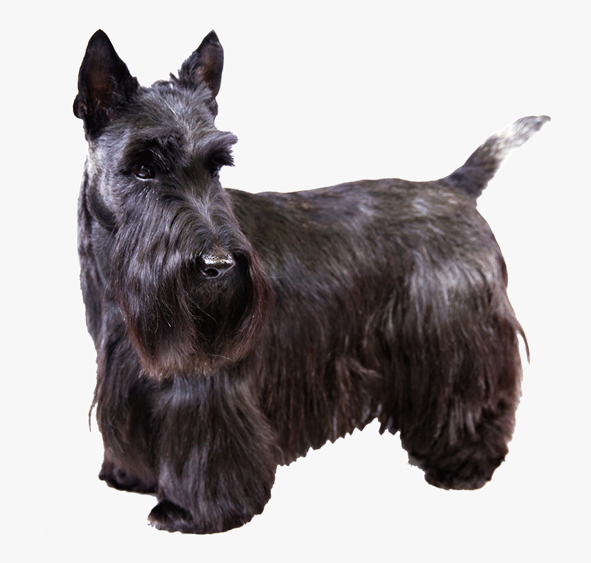 Scottish Terrier Png, Transparent Png, Free Download