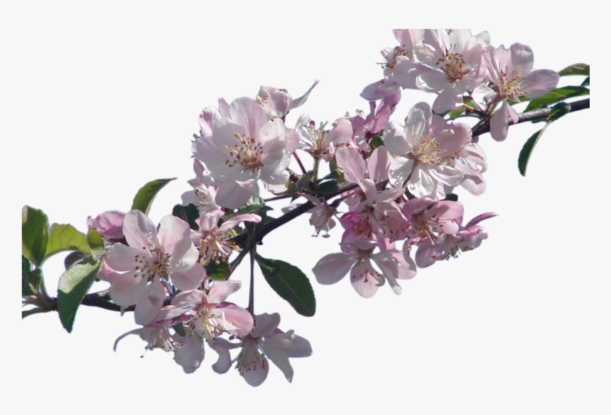 Real Cherry Blossom Png, Transparent Png, Free Download