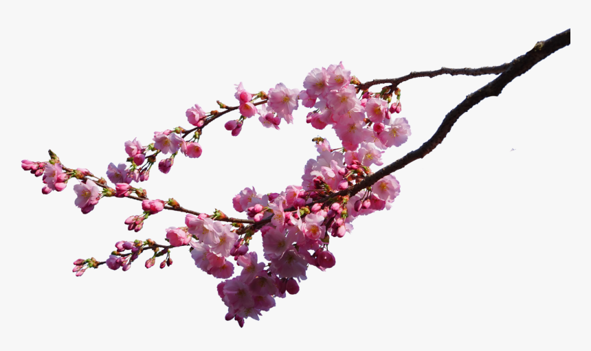 Pink-cherry Blossom Branches Png - Cherry Blossom Png Real, Transparent Png, Free Download