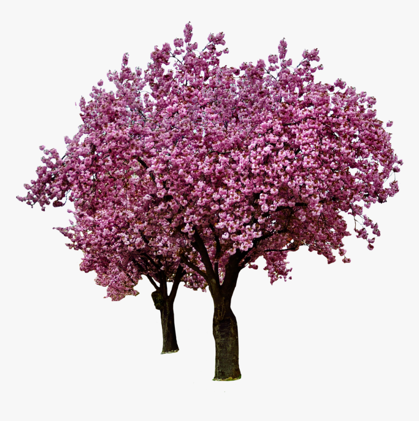 Cherry Blossom Tree Png, Transparent Png, Free Download