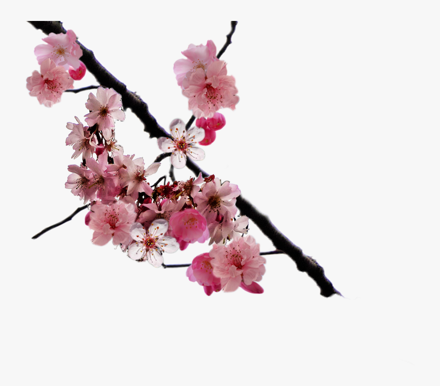 Real Cherry Blossom Png, Transparent Png, Free Download