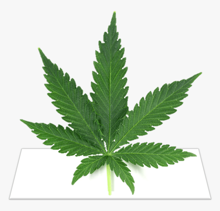 Transparent Weed Cigar Png - Marijuana Leaf, Png Download, Free Download