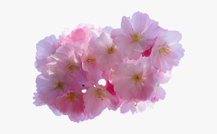 Cherry Blossom, Isolated, Blossom, Bloom, Blossom - Cherry Blossom Transparent Stickers, HD Png Download, Free Download